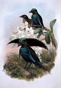 Lophornina - Prächtiger Paradiesvogel (Farblithografie)