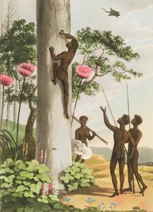 Bäume klettern, Aborigines in New South Wales, graviert von Matthew Dubourg, veröffentlicht 1813 von John Heaviside Clark