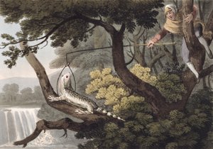Mexikanischer Eidechsenfänger, graviert von Matthew Dubourg, veröffentlicht von Edward Orme