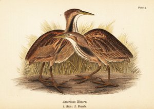 Amerikanische Rohrdommel, Botaurus lentiginosus, Männchen 1, Weibchen 2