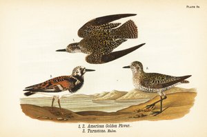 Amerikanischer Goldregenpfeifer, Pluvialis dominica 1,2, und Steinwälzer, Arenaria interpres 3 von John James (after) Audubon