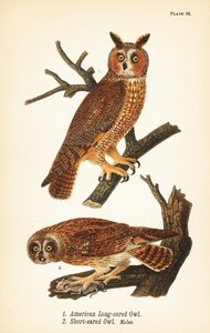 Amerikanische Waldohreule, Asio otus 1, und Sumpfohreule mit Beute, Asio flammeus 2, Männchen
