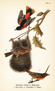 Baltimoretrupial oder Hangnest, Icterus galbula