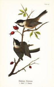 Schwarzkappenmeise, Poecile atricapillus