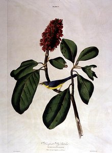 Bonaparte Fliegenfänger, aus 