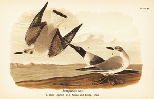 Bonapartemöwe, Chroicocephalus philadelphia, Männchen im Frühling 1, Weibchen 2 und Jungvögel 3 im Herbstgefieder von John James (after) Audubon
