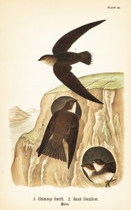 Schornsteinsegler, Chaetura pelagica und Uferschwalbe, Riparia riparia, Männchen