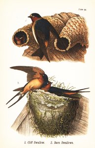 Felsenschwalbe, Petrochelidon pyrrhonota 1, und Rauchschwalbe, Hirundo rustica 2