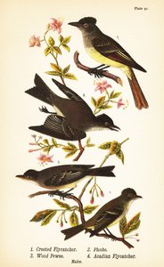 Großer Kappenschnäpper, Myiarchus crinitus 1, östlicher Phoebe, Sayornis phoebe 2, östlicher Wald-Pewee, Contopus virens 3, und Akadischer Schnäpper, Empidonax virescens 4