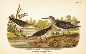 Großer Gelbschenkel, Tringa melanoleuca, Semipalmierter Strandläufer, Calidris pusilla und Fleckenuferläufer, Actitis macularius von John James (after) Audubon