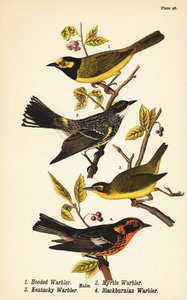 Kapuzensänger, Setophaga citrina, Gelbsteiß-Waldsänger, Setophaga coronata, Kentucky-Waldsänger, Geothlypis formosa und Blackburnian-Waldsänger, Setophaga fusca von John James (after) Audubon
