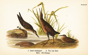 Zwergstrandläufer, Calidris minutilla und Virginiaralle, Rallus limicola von John James (after) Audubon