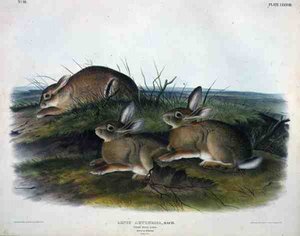Lepus Artemesia (Wermut-Hase), Platte 88 aus 