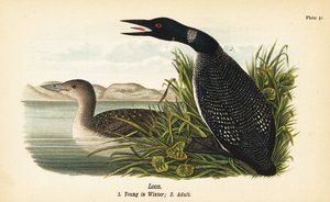 Eistaucher, Gavia immer, Jungtier im Winter und Erwachsener von John James (after) Audubon