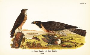 Merlin, Falco columbarius 1, und Wanderfalke mit Ente, Falco peregrinus 2