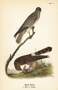 Weihenartiger, Circus hudsonius von John James (after) Audubon