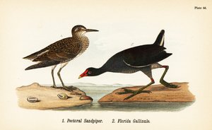 Sumpfläufer, Calidris melanotos 1, und Teichhuhn, Gallinula galeata 2 von John James (after) Audubon