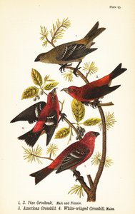 Fichtengimpel, Pinicola enucleator, Männchen 1, Weibchen 2, amerikanisches Kreuzschnabel oder rotes Kreuzschnabel, Loxia curvirostra 3, weißflügeliges Kreuzschnabel, Loxia leucoptera 4, Männchen