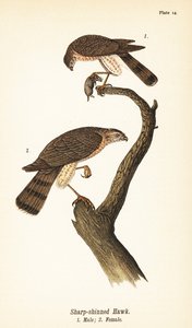 Schieferfalke, Accipiter striatus, Männchen mit Beute 1, Weibchen 2 von John James (after) Audubon