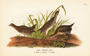 Sumpfhuhn, Porzana carolina, Männchen 1, Weibchen 2, Jungtier 3 von John James (after) Audubon