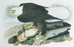 Der Weißkopfseeadler aus 