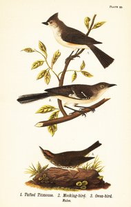 Haubenmeise, Baeolophus bicolor, Nord-Mockingbird, Mimus polyglottos und Ofenvogel, Seiurus aurocapilla