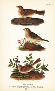 Vesperammer, Pooecetes gramineus 1, Heuschreckenammer, Ammodramus savannarum 2 und Feldsperling, Spizella pusilla 3