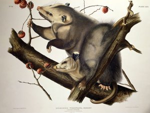 Virginischer Opossum, aus 
