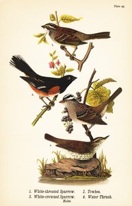 Weißkehlammer, Zonotrichia albicollis 1, Östlicher Fleckensperling, Pipilo erythrophthalmus 2, Weißkronensperling, Zonotrichia leucophrys 3, und Nordwasserläufer, Parkesia noveboracensis 4