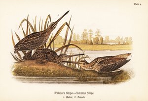 Wilson-Schnepfe oder Bekassine, Gallinago delicata, Männchen 1, Weibchen 2 von John James (after) Audubon
