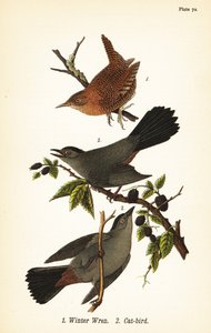 Winterzaunkönig, Troglodytes hiemalis 1, und Graukatze, Dumetella carolinensis 2 von John James (after) Audubon