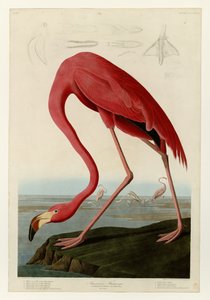 Amerikanischer Flamingo