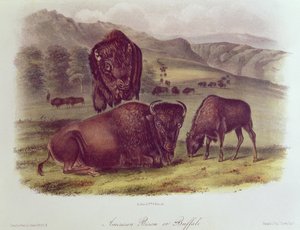 Amerikanischer Bison oder Büffel, aus 