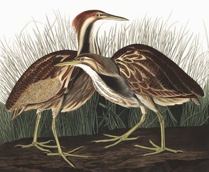 Amerikanischer Rohrdommel, Botaurus Lentiginosus, aus 