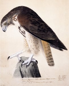 Amerikanischer Bussard oder Weißbrustbussard von John James Audubon