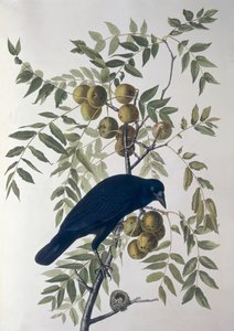 Amerikanische Krähe, aus Birds of America