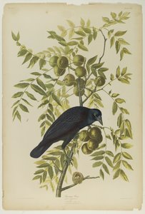 Amerikanische Krähe, gedruckt von Julien Bien und veröffentlicht von Roe Lockwood & Son, 1861
