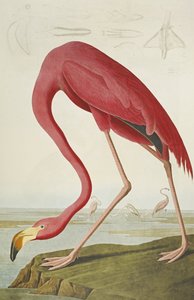 Amerikanischer Flamingo, aus "Die Vögel Amerikas"