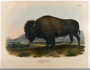 Amerikanischer Bison oder Büffel