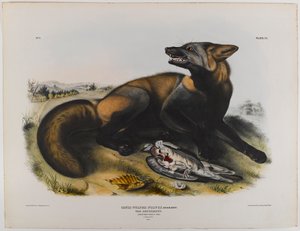 Amerikanischer Kreuzfuchs von John James Audubon