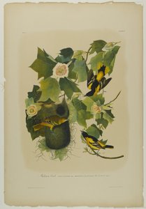 Baltimore-Trupial, gedruckt von Julien Bien und veröffentlicht von Roe Lockwood & Son, 1861