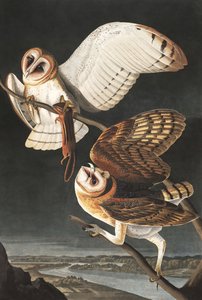 Schleiereule, Tyto Alba, aus 