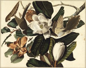 Schwarzschnabelkuckuck, 1822 von John James Audubon