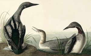 Prachttaucher, Colymbus Arcticus, aus "Die Vögel Amerikas" von John J. Audubon, veröffentlicht 1827-38 von John James Audubon