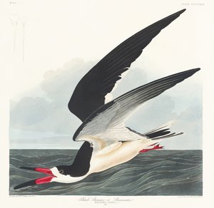 Schwarzschnabel aus Birds of America (1827)