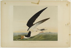 Schwarzer Scherenschnabel oder Scherenschwanz, gedruckt von Julien Bien und veröffentlicht von Roe Lockwood & Son, 1861 von John James Audubon