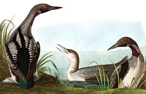 Schwarzkehl-Taucher, Colymbus Arcticus, aus "Die Vögel Amerikas" von John J. Audubon, veröffentlicht 1827-38 von John James Audubon