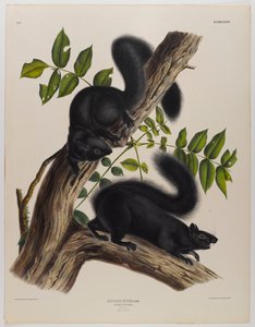 Schwarzes Eichhörnchen