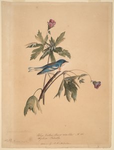 Blau-gelber Rückenwaldsänger von John James Audubon