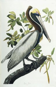 Brauner Pelikan von John James Audubon